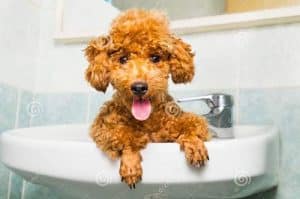 Tắm cho chó Poodle như thế nào