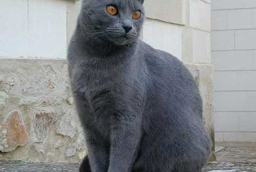Đặc điểm mèo Chartreux