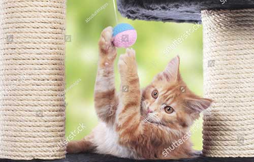 Trụ cào móng - đồ chơi cho mèo