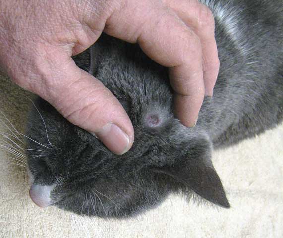 Mèo bị nấm và cách điều trị
