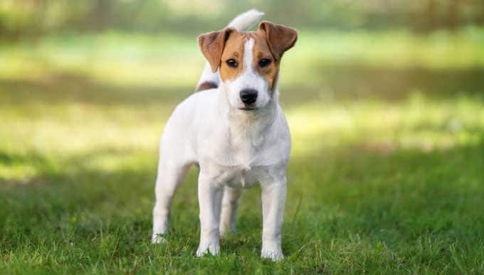Cho Jack Russell