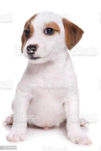 Cho Suc Jackrussell